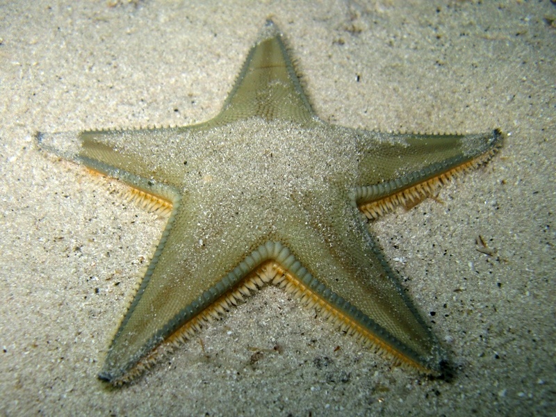 Astropecten jonstoni (Delle Chiaje, 1827)